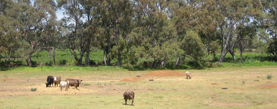 Alice's Bed & Breakfast - Farm views